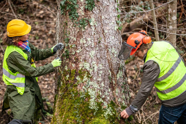 New Bremen, OH Tree Services Company