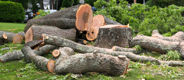 How Our Tree Care Process Works  in  New Bremen, OH